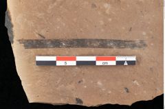 Foto (Detailansicht) von Sparganium acheronticum Unger (NHMW-GEO-2024-0188-0436)